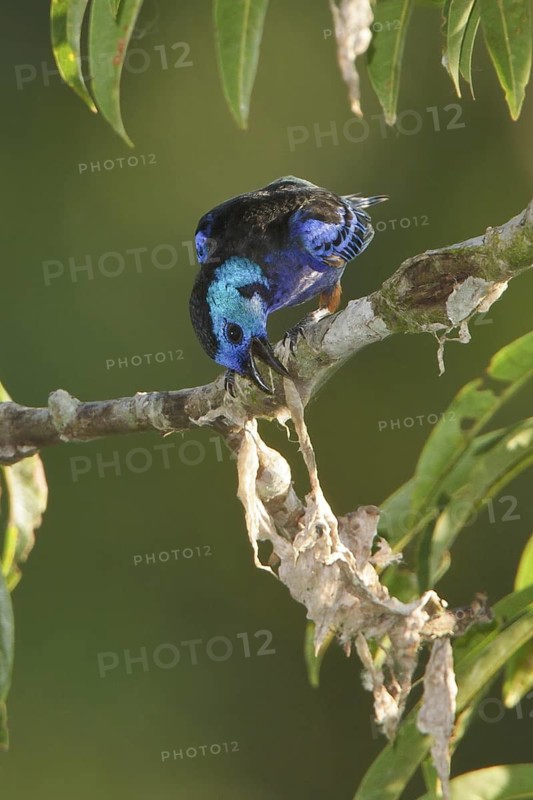 Opal-rumped Tanager (Tangara velia) perched on a branch in Ecuador, South America