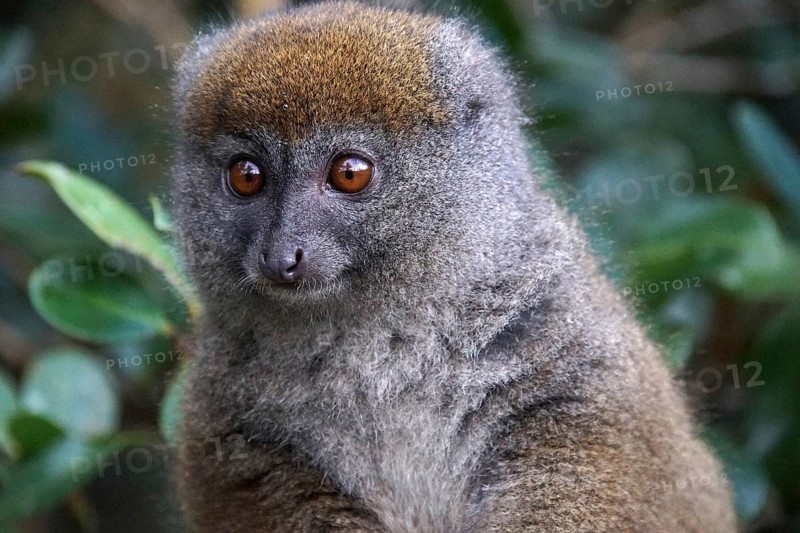 Lemur, Madagascar, Bamboo lemur, Halbmaki, Hapalemur, National Park, Madagascar