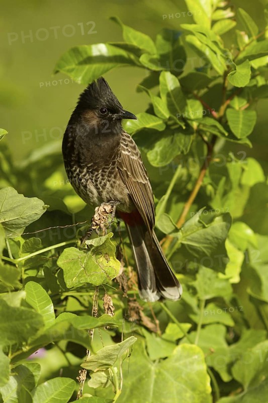 Red-vented Bulbul (Pycnonotus cafer)