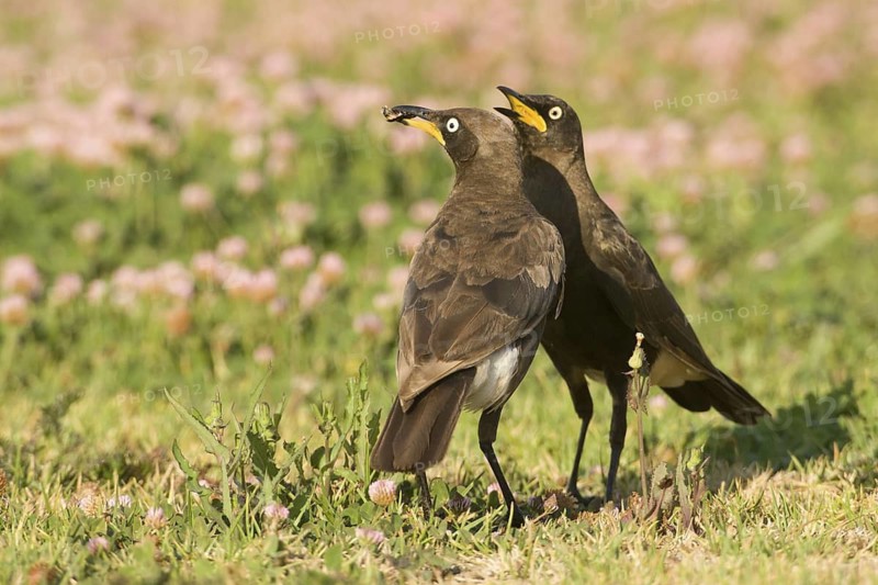 Pied Starling (Lamprotornis bicolor) pair, South Africa
