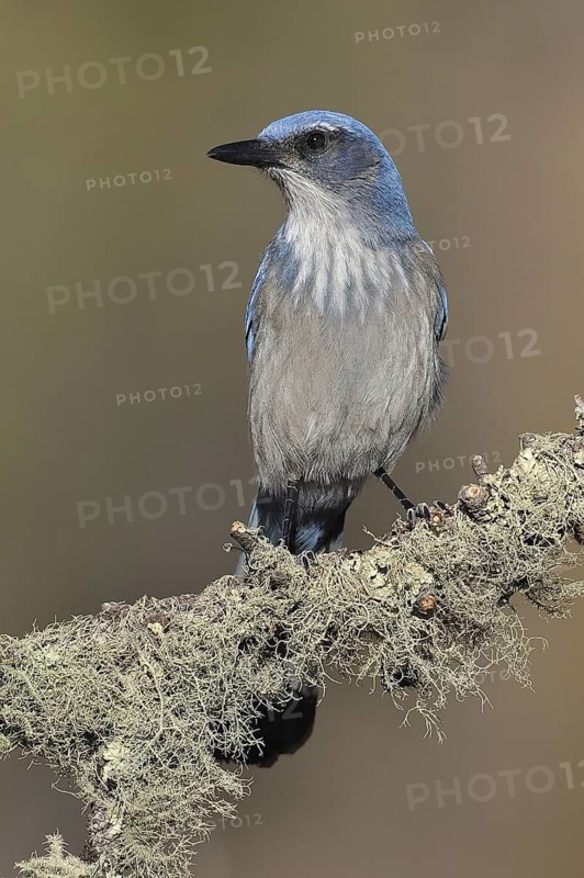 California Scrub Jay (Aphelocoma californica), New Mexico, USA