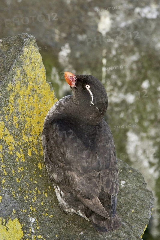 Parakeet Auklet (Aethia psittacula), Alaska, USA