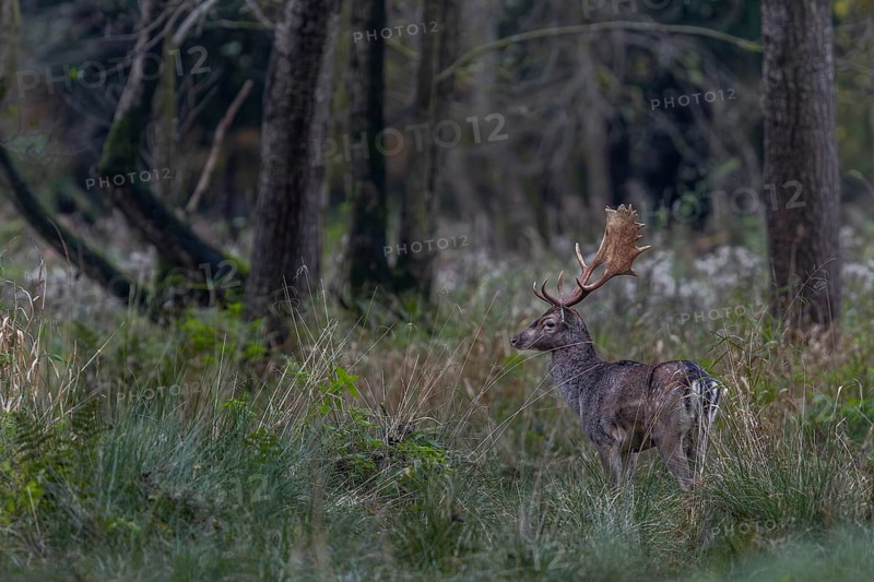 A young fallow deer (Dama dama) observes the activity on the rutting ground, rutting, mating season, deer rutting, autumn, October, Germany