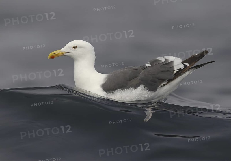 Western Gull (Larus occidentalis), California, USA