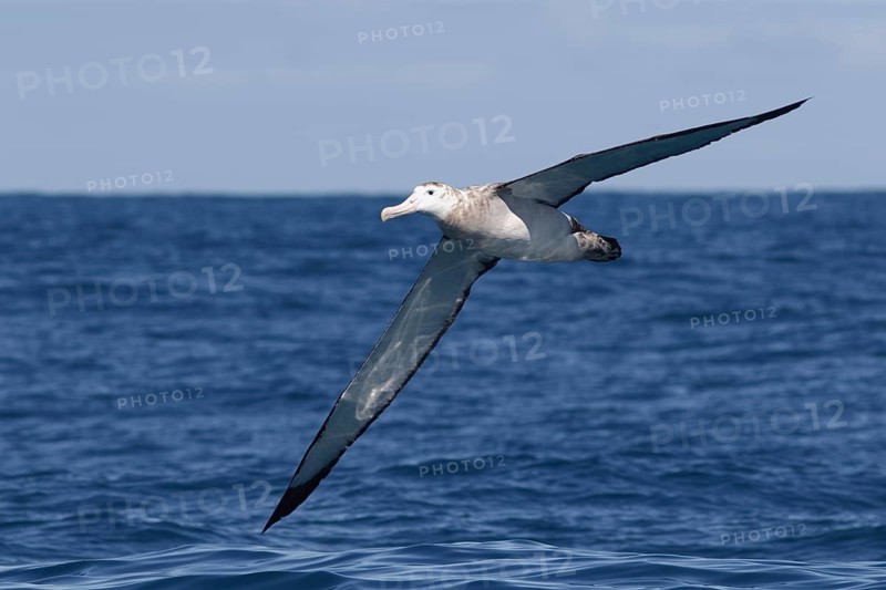 Wandering Albatross (Diomedea exulans) flying, Victoria, Australia