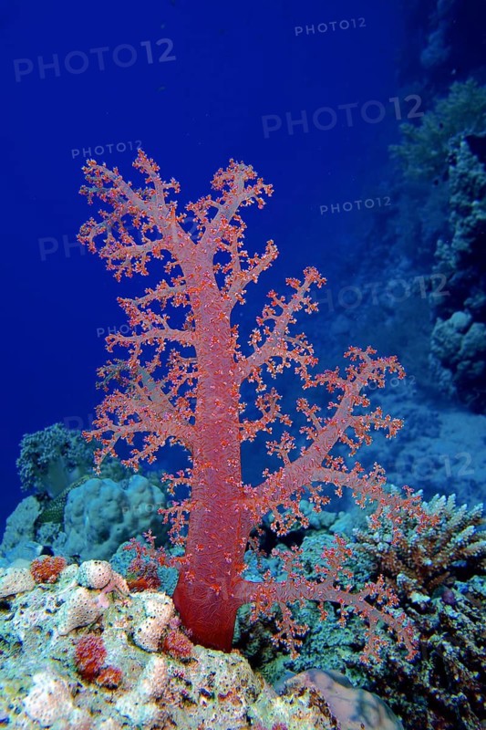 Klunzinger's tree coral (Dendronephthya klunzingeri)
