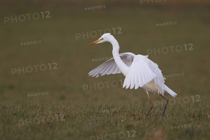 Great Egret (Ardea alba), North Rhine-Westphalia, Germany