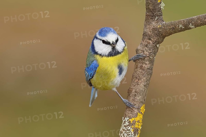 Blue tit (Parus caeruleus), sitting on a branch, Wilnsdorf, North Rhine-Westphalia, Germany