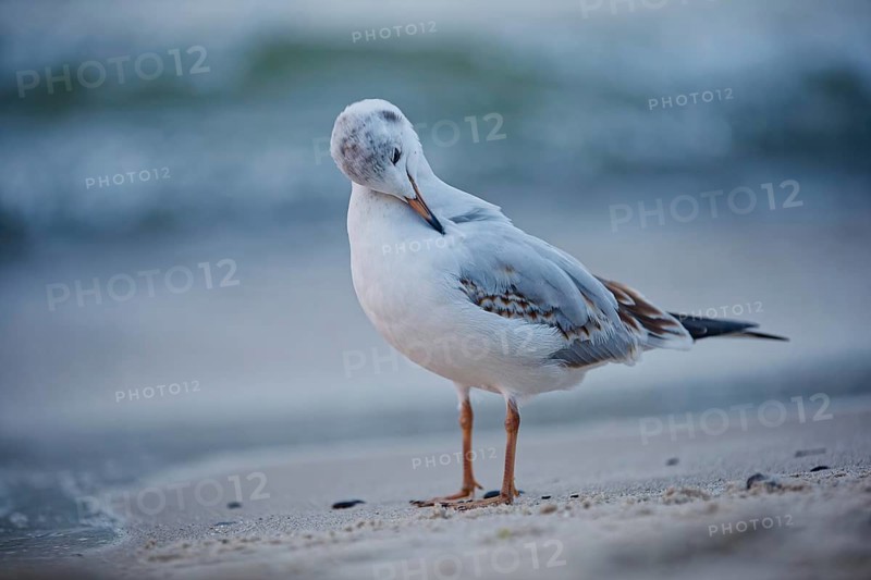Juvenile black-headed gull (Larus ridibundus) standing on the sandy shoreline and preening its feathers with soft ocean waves blurred in the background, Poland