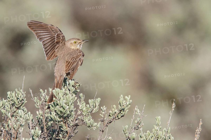 Sage Thrasher (Oreoscoptes montanus) perched on a branch in central Washington State, USA