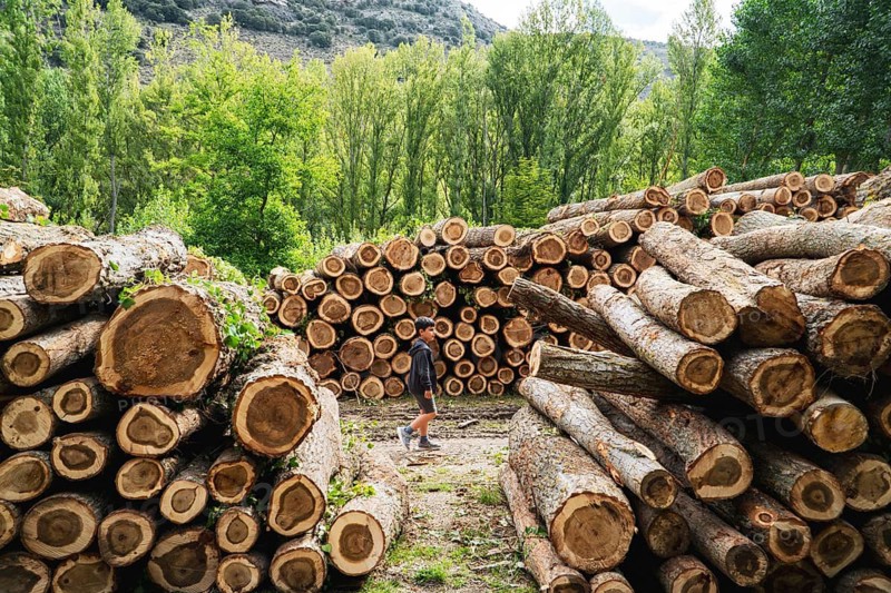 A young boy walks through a forest where cut logs are meticulously stacked, surrounded by lush greenery. The scene captures the harmony between nature and human activity