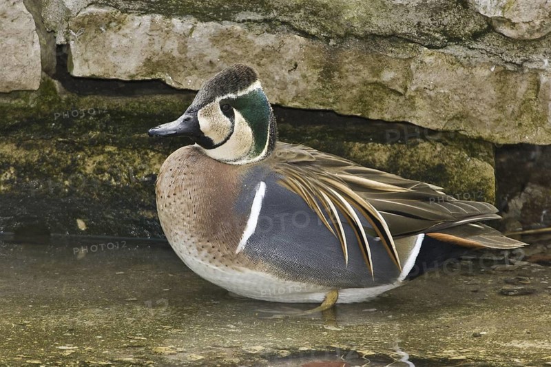 Baikal Teal (Sibirionetta formosa) male, Illinois, USA