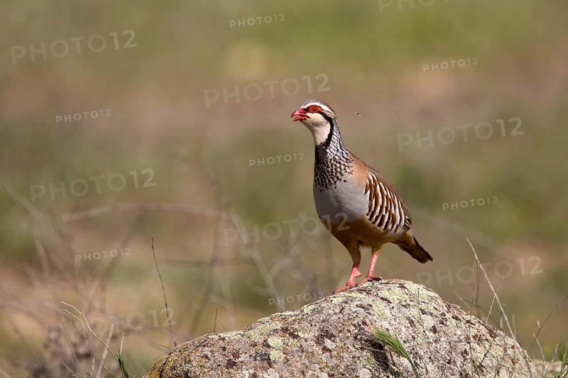 Red-legged Partridge (Alectoris rufa) calling, Castile-La Mancha, Spain