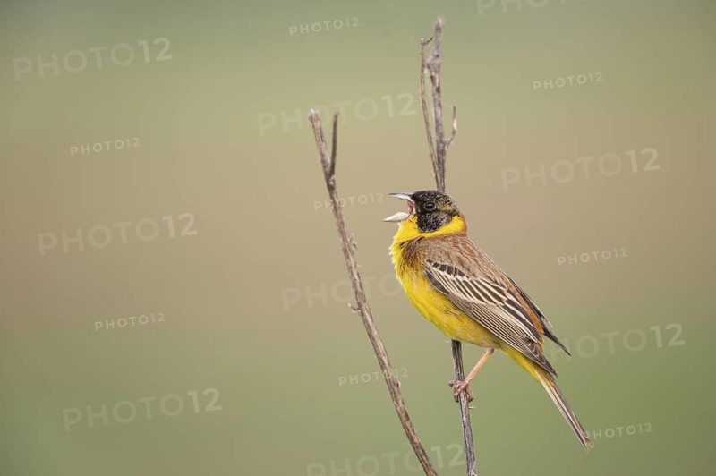 Black-headed Bunting (Emberiza melanocephala) male singing, perched on a branch, Bulgaria