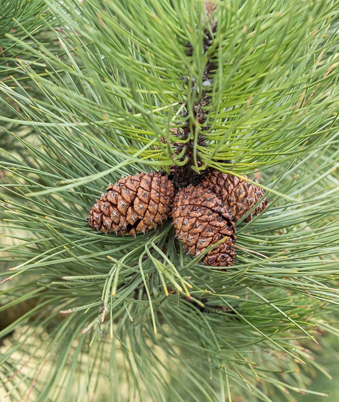 Taurus black pine (Pinus nigra subsp. pallasiana), Viewing garden University of Applied Sciences W, Germany