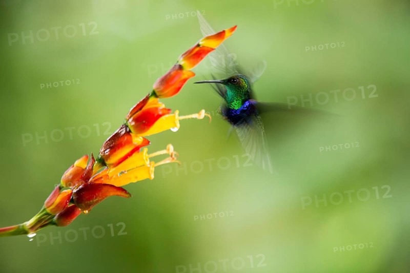 Crowned Woodnymph (Thalurania colombica hypochlora) male flying and feeding on flower nectar, Pichincha, Ecuador