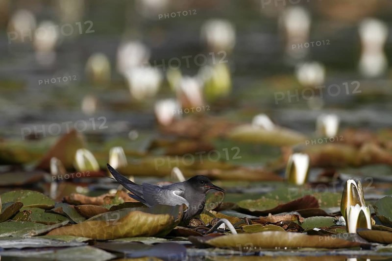 Black Tern (Chlidonias niger) eggs, Mecklenburg-Western Pomerania, Germany