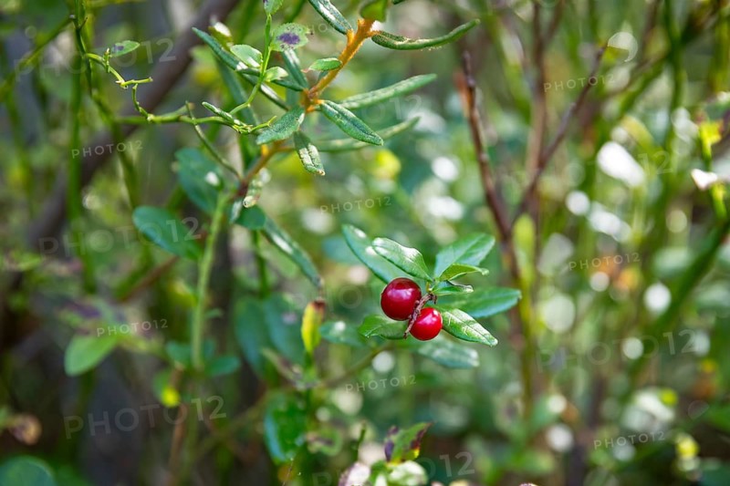The ripe berries of the lingonberry (Vaccinium vitis-idaea) glow red on the bush, Tiveden National Park, Örebro län, Sweden