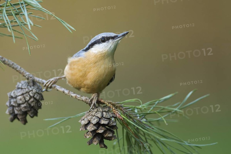 Eurasian Nuthatch (Sitta europaea), Rhineland-Palatinate, Germany