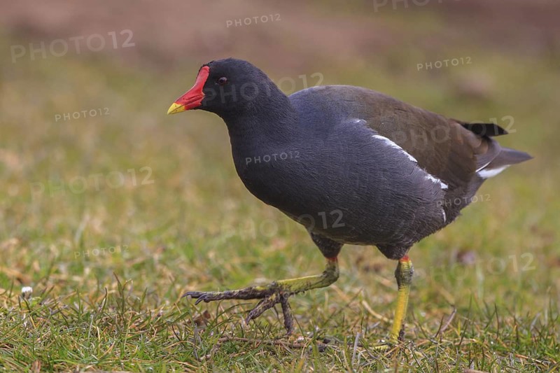 Common Moorhen (Gallinula chloropus) foraging, North Rhine-Westphalia, Germany