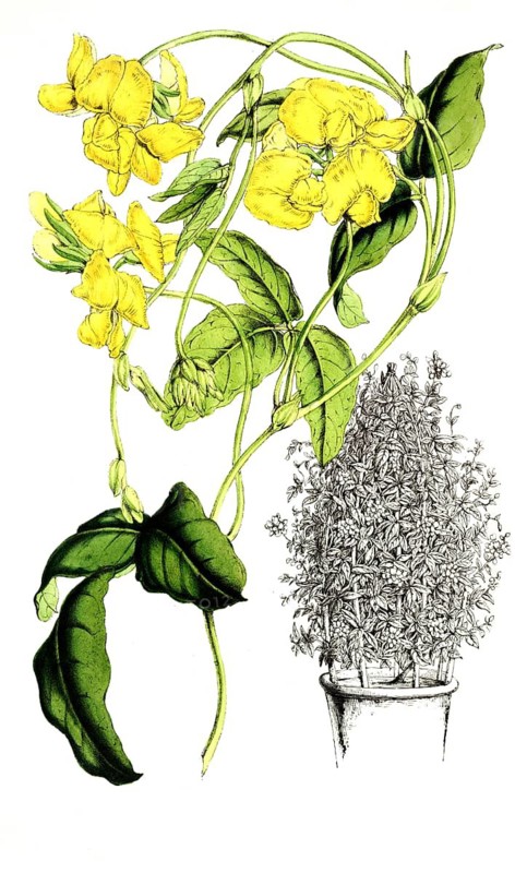 Chrysoscias floribunda, wreath loop, plant and flower, digitally reworked reproduction of an original from the 19th century
