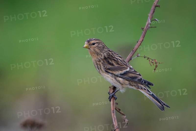 Twite (Linaria flavirostris), Schleswig-Holstein, Germany