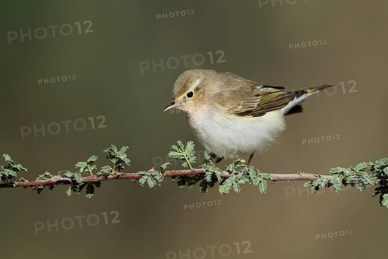 Western Bonelli's Warbler (Phylloscopus bonelli), Eilat, Israel