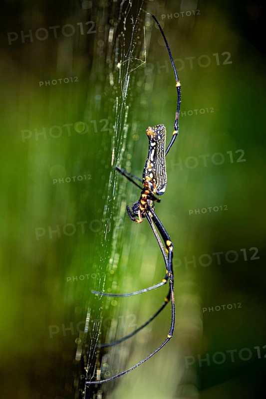 Macro shot of a spider on its spider web with a green, blurred background. Clear details of legs and body, a silk spider (Nephila) in the jungle of Ratnapura in Sri Lanka