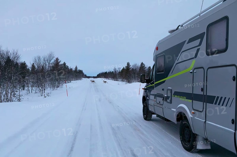 Reindeer cross snow-covered road in front of motorhome in winter, Lapland, Finland