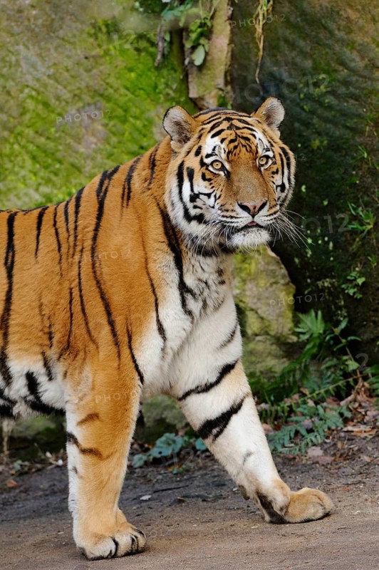 A majestic tiger walks on an earthy ground in front of a green covered background, Siberian tiger (Panthera tigris altaica), captive