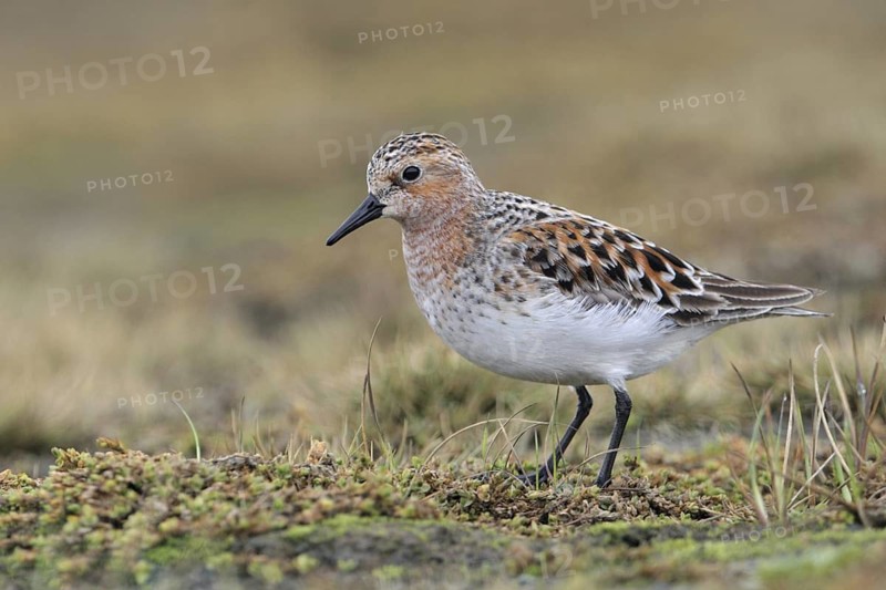 Red-necked Stint (Calidris ruficollis), Alaska, USA
