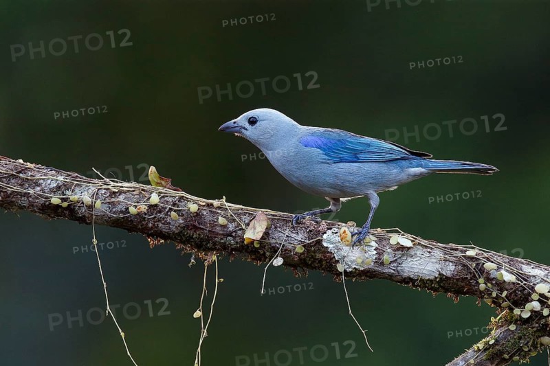 Blue-grey Tanager (Thraupis episcopus) perched on a branch, Costa Rica