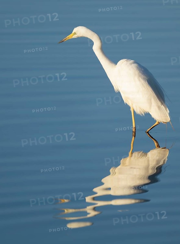 Great White Egret (Ardea alba) foraging in the shallow water zone of a lake, blue water, Lower Saxony, Germany