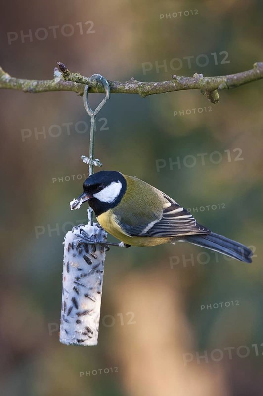 Great Tit (Parus major), Schleswig-Holstein, Germany