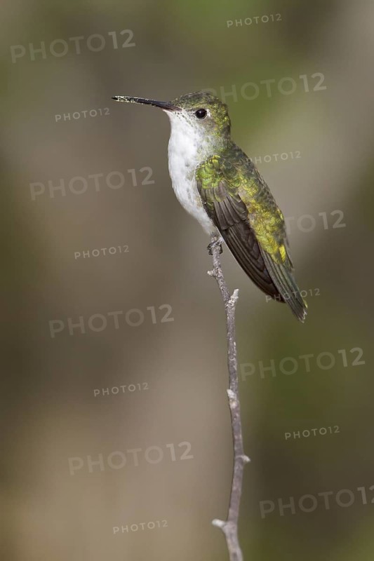 White-bellied Hummingbird (Leucippus chionogaster) perched on a branch in Bolivia, South America