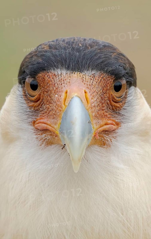 Northern Crested Caracara (Caracara cheriway), Texas, USA