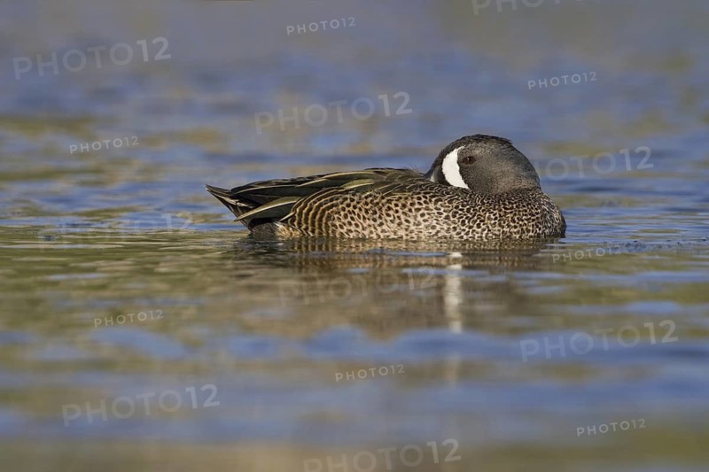 Blue-winged Teal (Spatula discors) male, Texas, USA