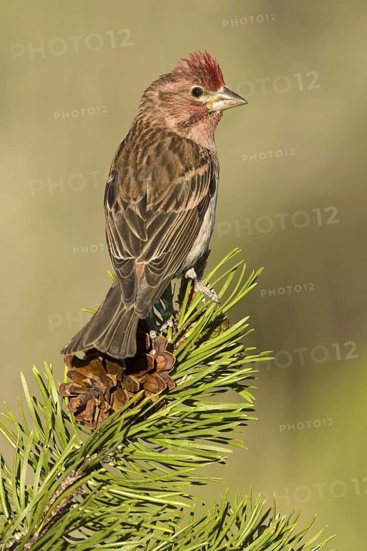 Cassin's Finch (Haemorhous cassinii) male, Oregon, USA