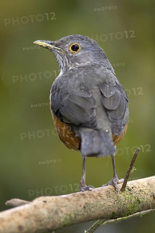 Rufous-bellied Thrush (Turdus rufiventris), Bahia, Brazil