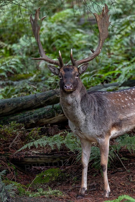The fallow deer (Dama dama) takes one last safe look, then moves into the protective cover of a spruce shelter, autumn, rut, fallow deer rut, October, Germany