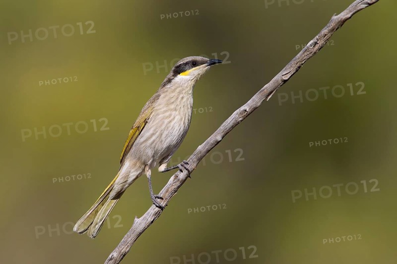 Singing Honeyeater (Gavicalis virescens), Victoria, Australia
