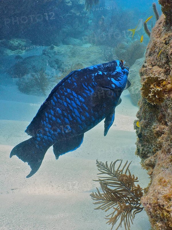 Midnight parrotfish (Scarus coelestinus)