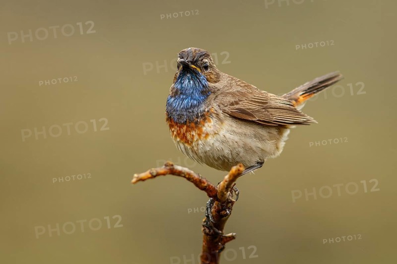 Bluethroat (Luscinia svecica), perched, Castile and Leon, Spain