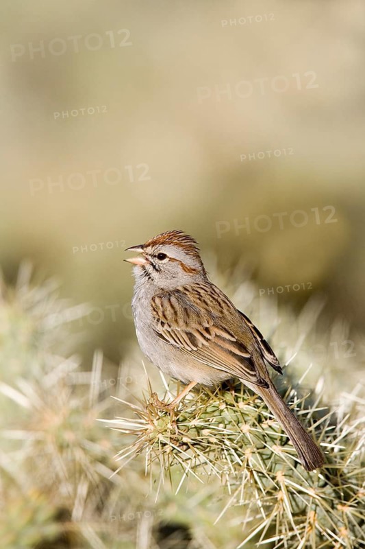 Rufous-winged Sparrow Peucaea carpalis Tucson, Pima County, ARIZONA, United States 24 March Adult EMBERIZIDAE