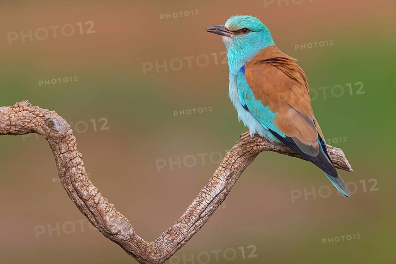 European roller (Coracias garrulus), on perch, Hides de El Taray / Roller Hide, Villafranca de los Caballeros, Castilla La Mancha / Toledo, Spain