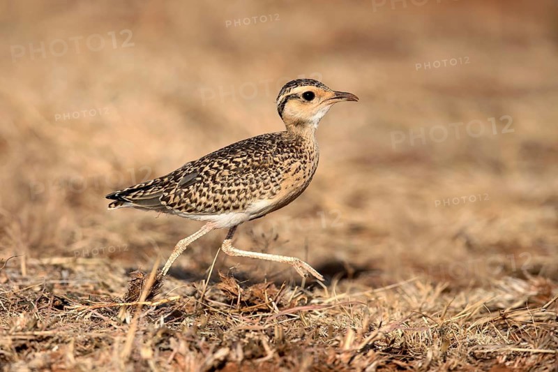 Temminck's Courser (Cursorius temminckii) juvenile, Oromia, Ethiopia
