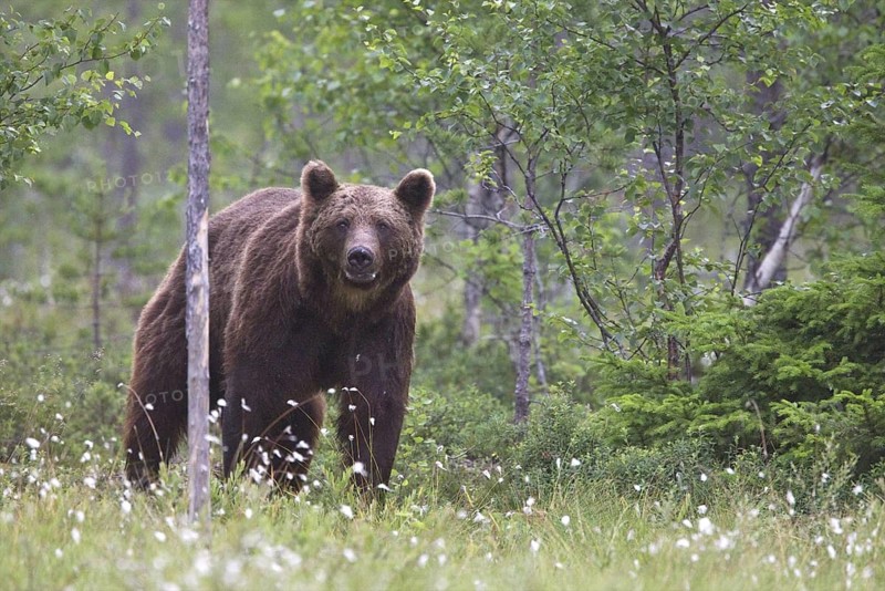 Eurasian Brown Bear (Ursus arctos), Kuhmo, Finland