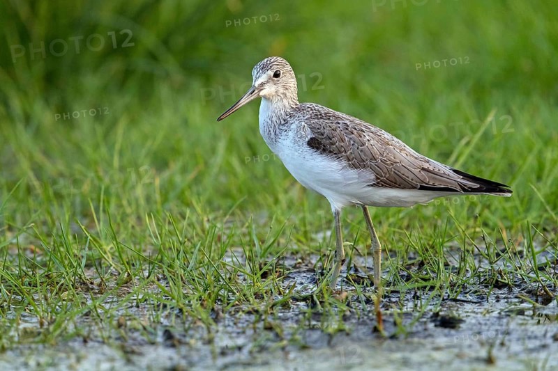 Greenshank, (Tringa nebularia) Wading bird, limesticks, foraging in mudflats, snipe family Salalah, Khawr Rawri, Sohar, Oman