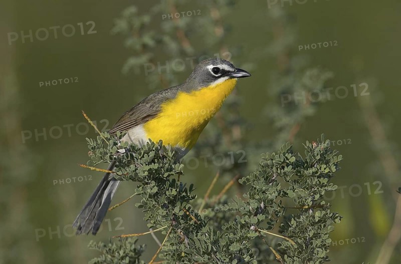 Yellow-breasted Chat (Icteria virens), Arizona, USA