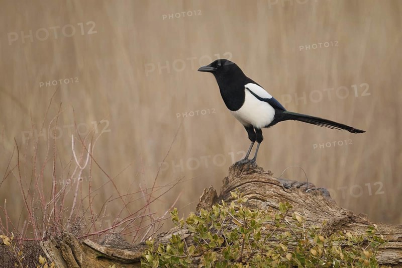A magpie stands elegantly on a gnarled log, set against the soft, beige backdrop of the natural fields of the Iberian Peninsula, embodying the serene and unspoiled beauty of the region